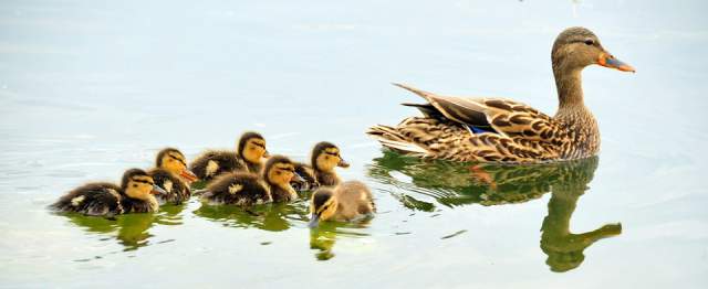 Row, Row, Row Your Boat...Quack
