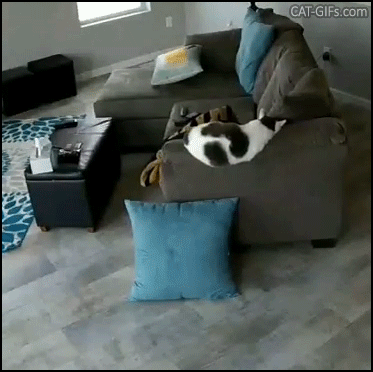 Funny Cat GIF • Clumsy cat sleeps on couch and suddenly falls on the floor. Funny Cat GIF • Clumsy cat sleeps on couch and suddenly falls on the floor.