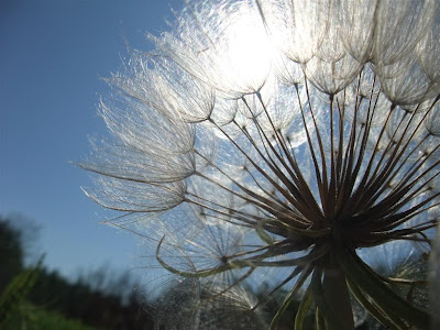 giant dandelion in the sun, nature, grassy field