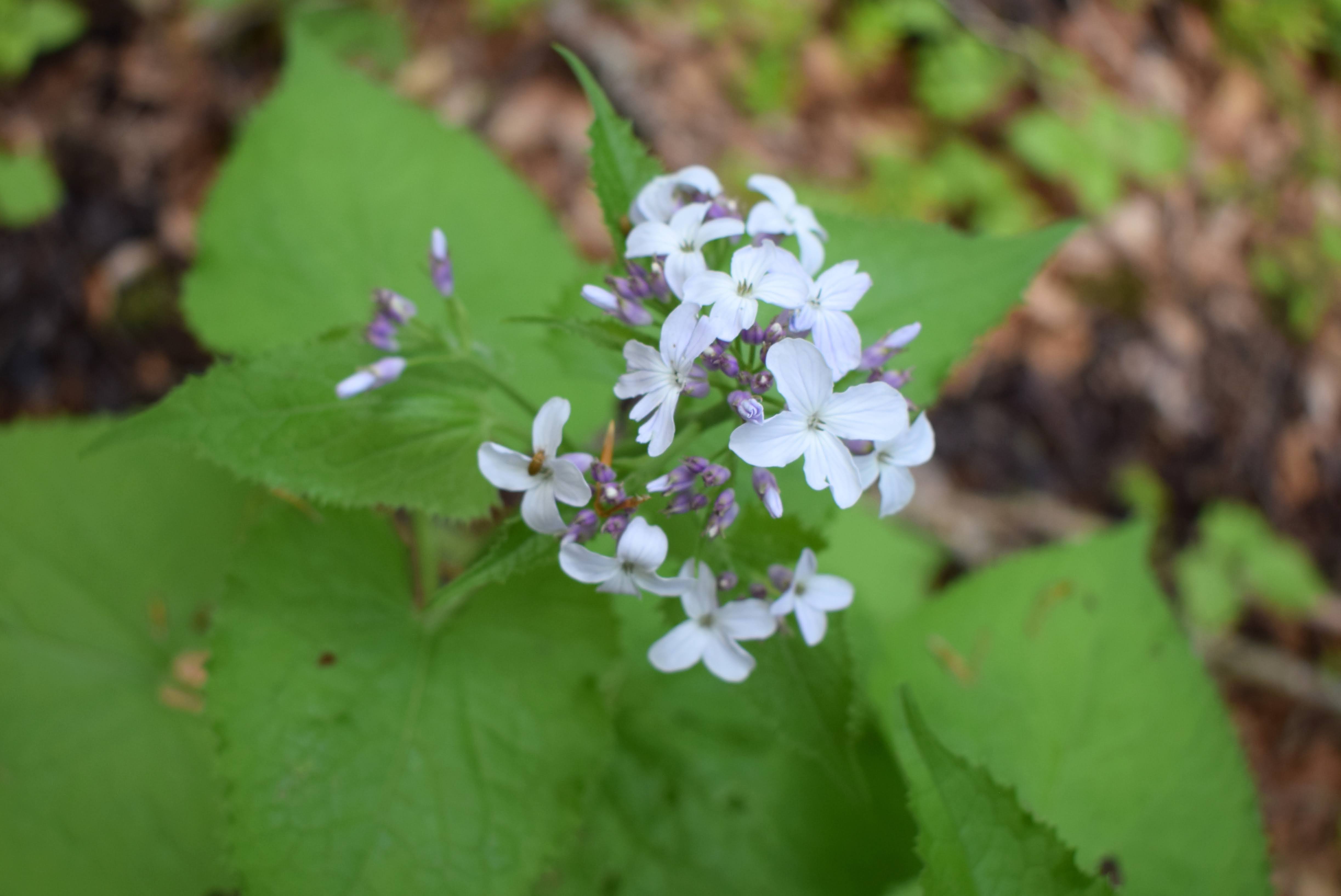 Bodenseewellen: Muttertagswochenende