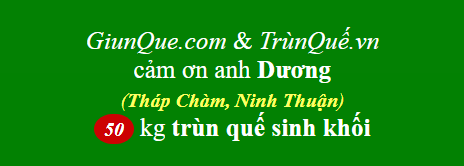 Trùn quế Ninh Thuận