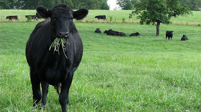 Grass tetany in dairy cows
