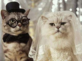 pernikahan kucing