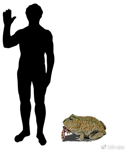Loài ếch Beelzebufo kỳ lạ có thể nuốt trọn khủng long khổng lồ tới mức nào?