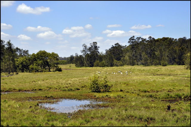 A Warm Slice of Brisbane...: Boondall