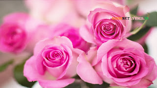 Pink Rose for rose day 