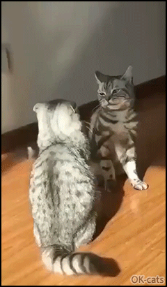 Amazing Cat GIF • Judo cat doing IPPON ! John Cena cat strikes again. The greatest cat smack down of all time Amazing Cat GIF • Judo cat doing IPPON ! John Cena cat strikes again. The greatest cat smack down of all time