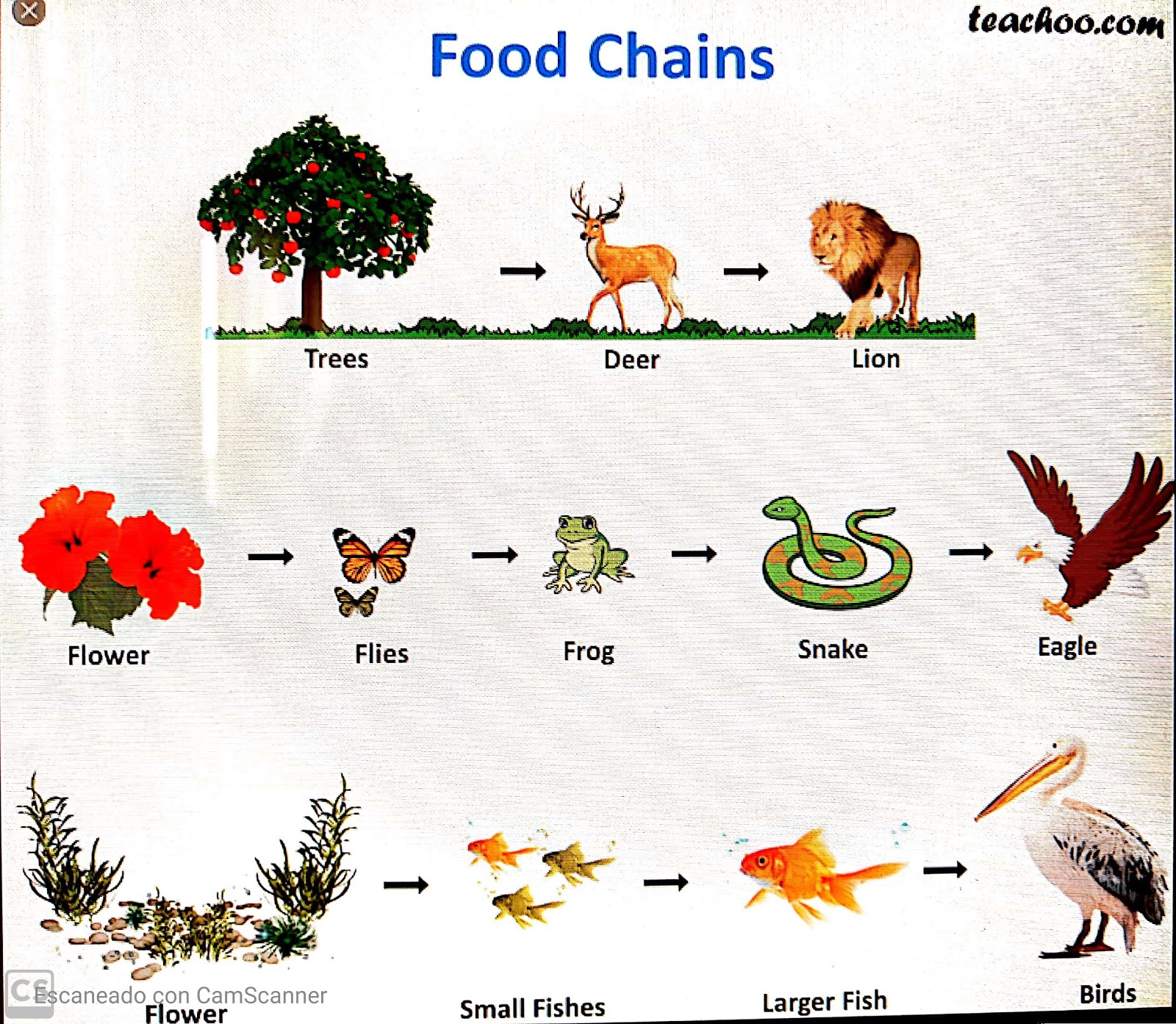 El blog del profe Javier Respuestas a las actividades del martes 21 de