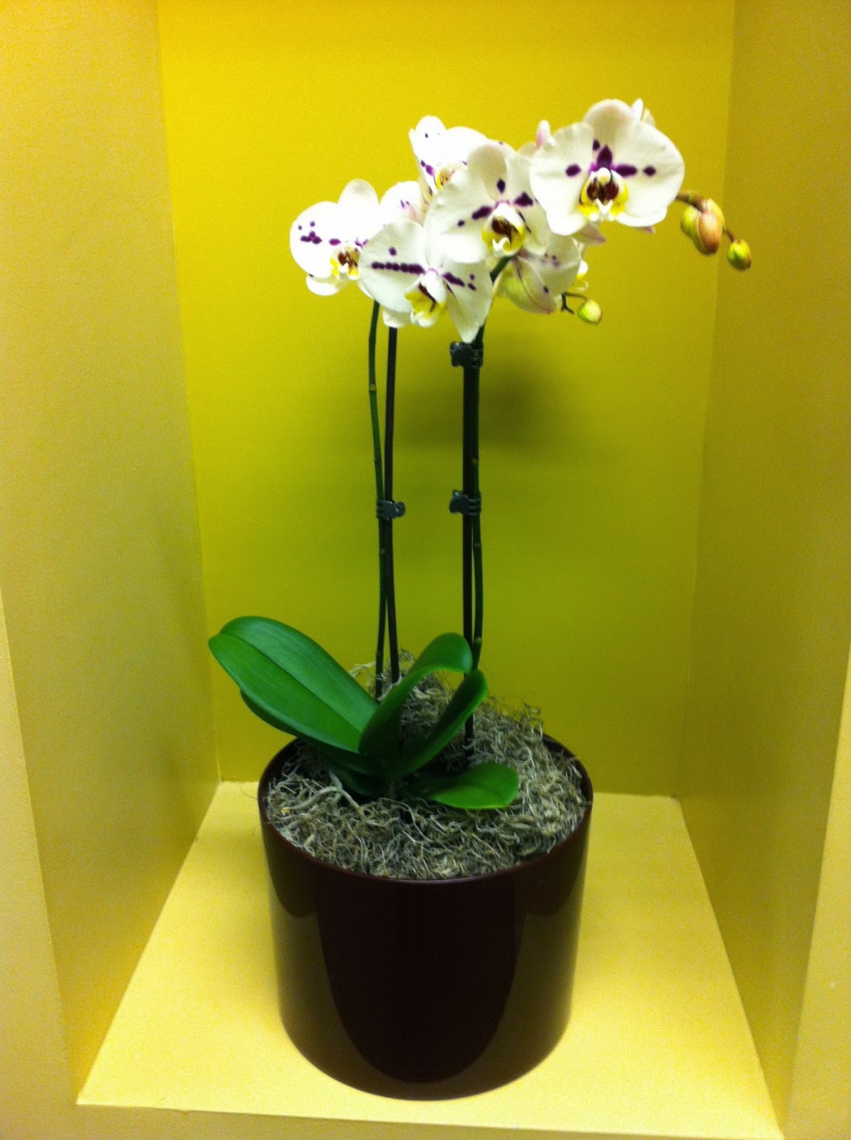 interior office maintenance rotation flowering program
