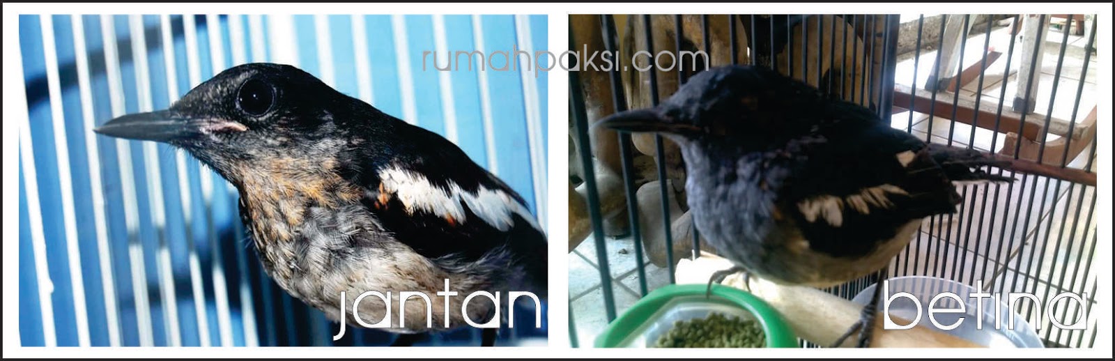 Ciri Ciri Gambar Burung Derkuku Jantan Dan Betina / 22