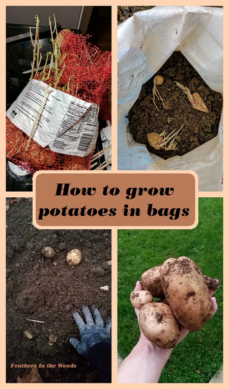 Planting potatoes in bags 