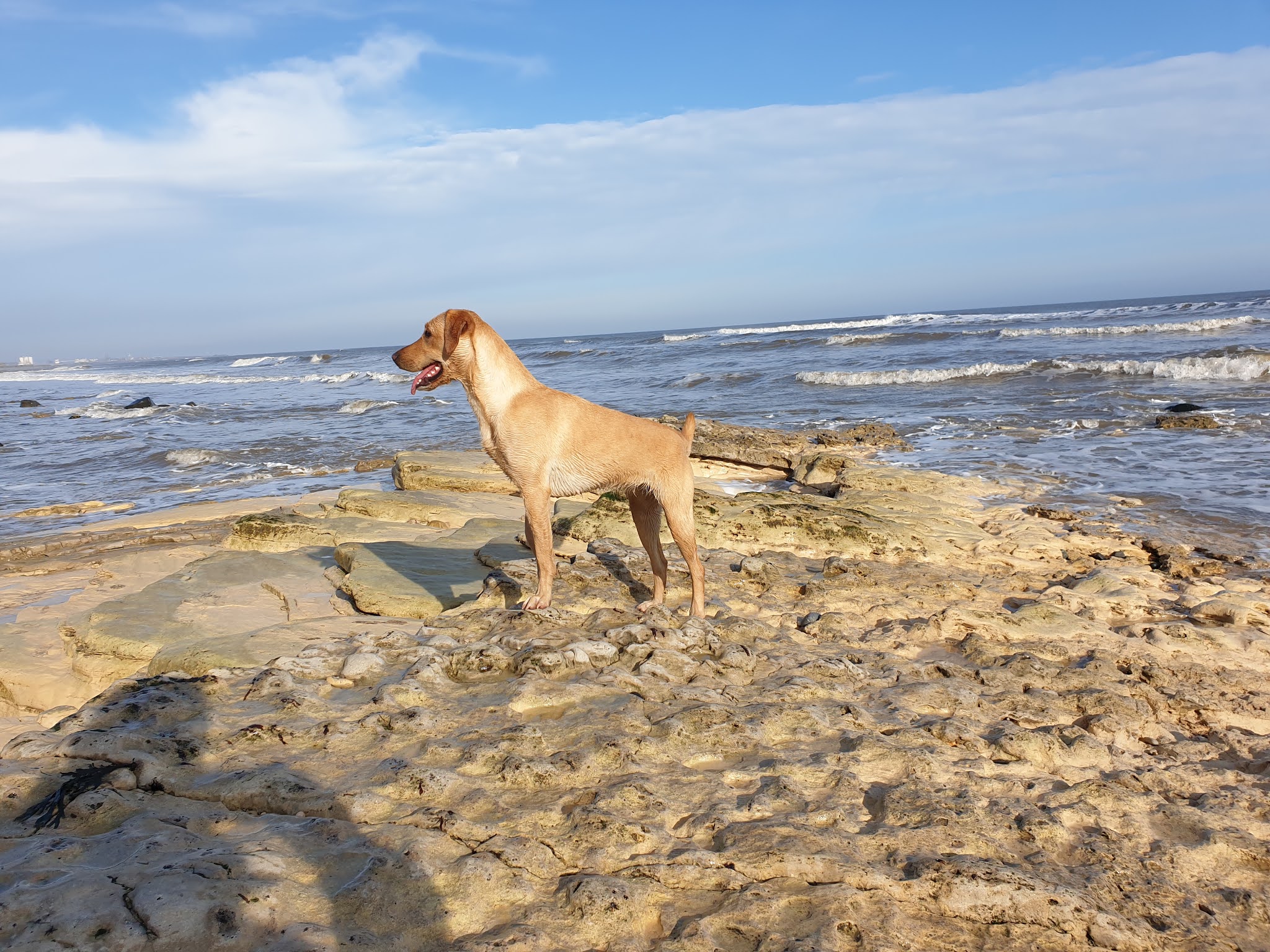 Cuckavalda Gundogs North Yorkshire Friday Favourite