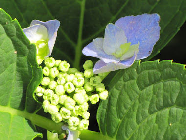 Blue Hydrangea Beginning to Bloom