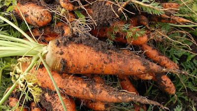 Biak berkembang wortel lobak dan dengan tumbuhan adalah yang singkong wortel,lobak,dan singkong