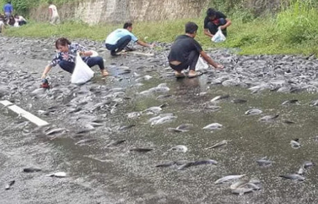 Inilah 99 Arti Mimpi Banjir Dan Banyak Ikan Lengkap Tafsirnya Fakta Mimpi Banjir