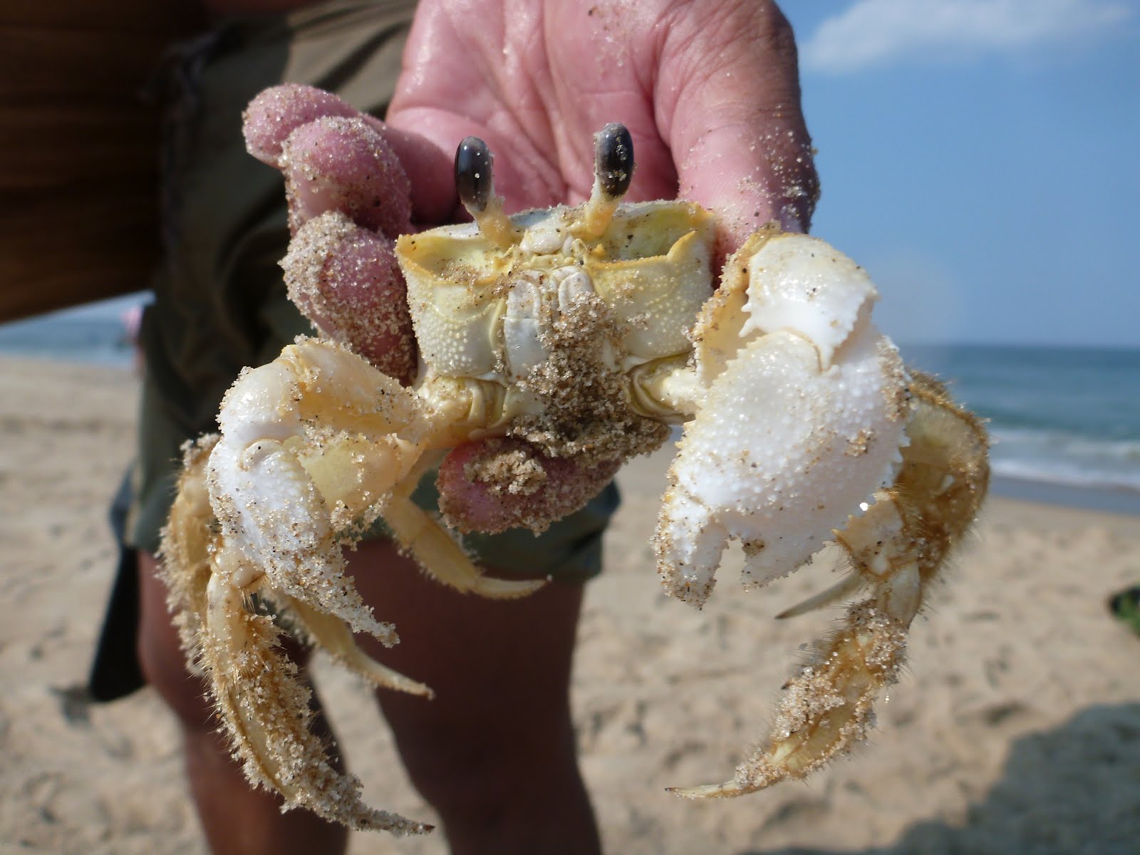 The Life Amphibious Big Ghost Crab