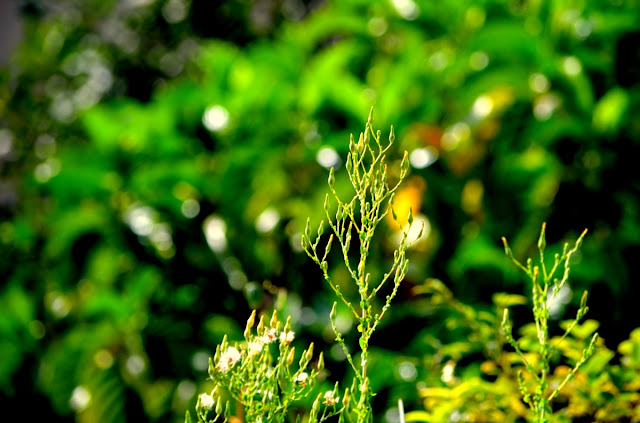 Foto Joaquim Dantas Fotografia®