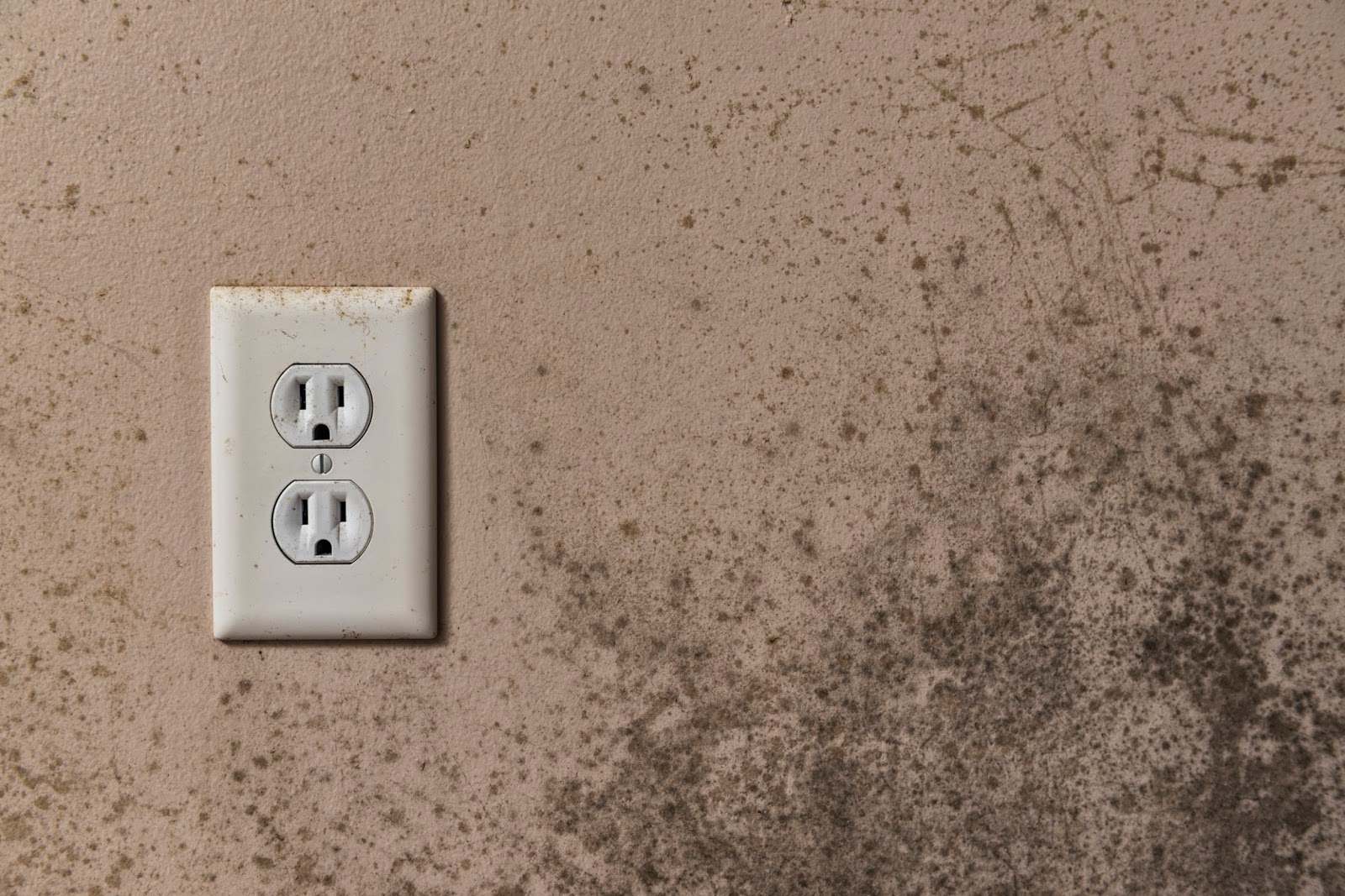 GreenPro Cleaning & Restoration Official Blog How Mold Can Affect Your