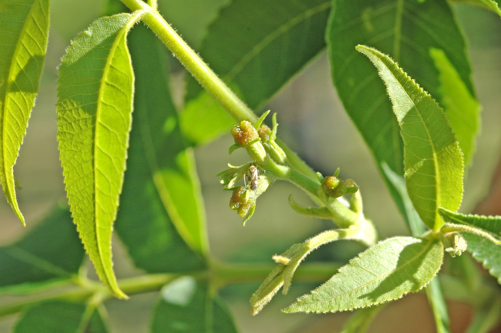 Pecan Flower