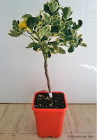 Citrus-sinensis-variegata