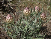 PLANTES  DE  PROVENCE ...