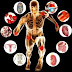 What are the five levels of body composition | organization