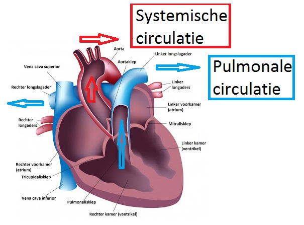 Circulation - Acute Zorg Blog