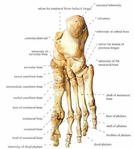 bones of foot. Bones of foot: