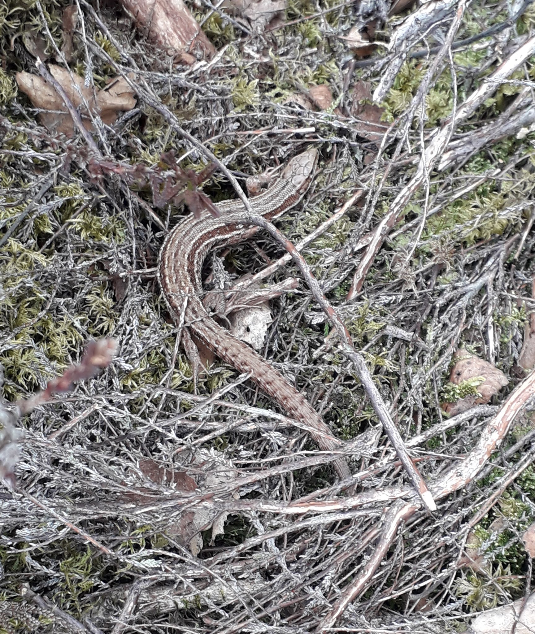 Nature Of Fife: Reptile in the bag - Common Lizard