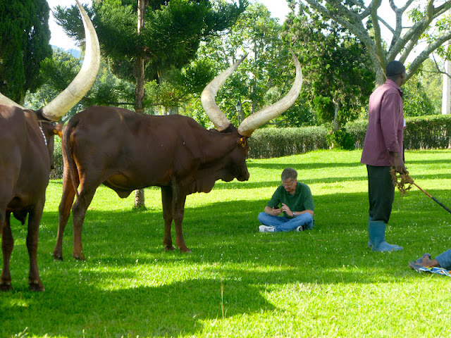 The Kroghs in Kigali!: The King's Palace and the Rwandan Cows!