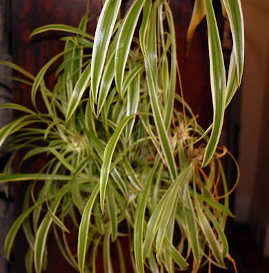 Spider Plant With Spiderlings