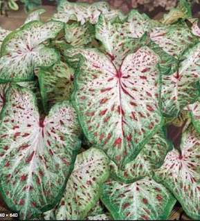 Caladium Gingerland Caladium Gingerland