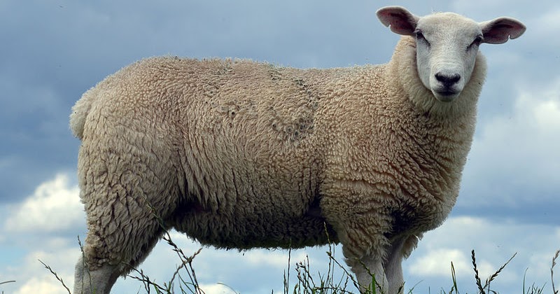 Mythology and Folklore UN-Textbook: Africa: Adventures of a Jackal (end)