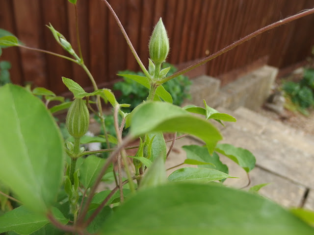 Clematis in bud