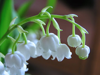 Lily of the valley