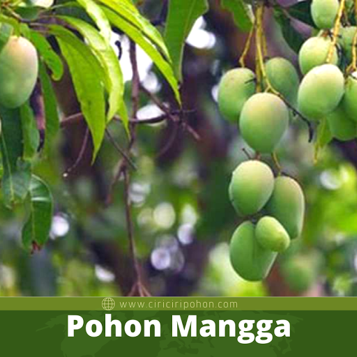 Pohon Mangga