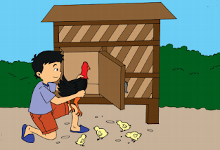 Sore hari Beni memasukkan ayam-ayamnya ke kandang www.simplenews.me