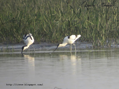 Pied avocet, Recurvirostra avosetta