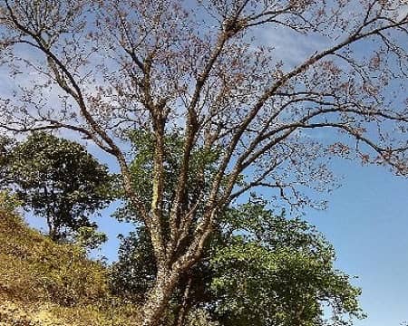 तुन का पेड़ एक औषधीय वनस्पति और ईमारती लकड़ी वाला वृक्ष है, toon or Himalayan red Cedar is a useful tree, Tooni ya tun ka ped