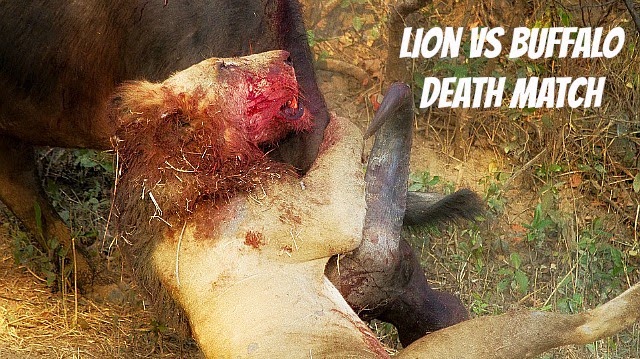 Watch lion and Buffalo endure their battle till Death via geniushowto.blogspot.com lion vs buffalo incredible animal safari encounter photos and videos