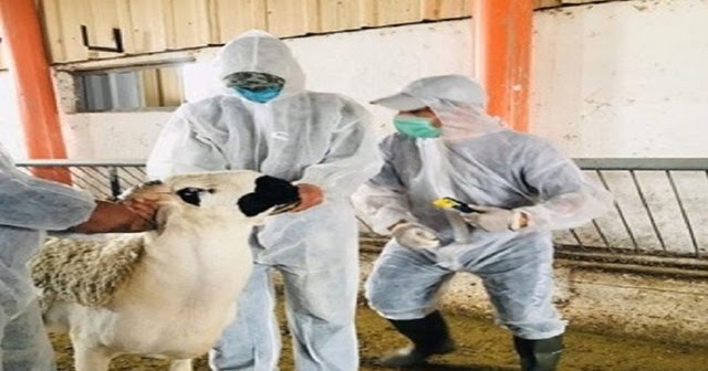 عيد الأضحى المبارك وزارة الداخلية تتخذ جملة من الإجراءات لتنظيم عمليات ذبح الأضاحي أطلس أب أنفو جوهرة موضوعية Atlasabinfo