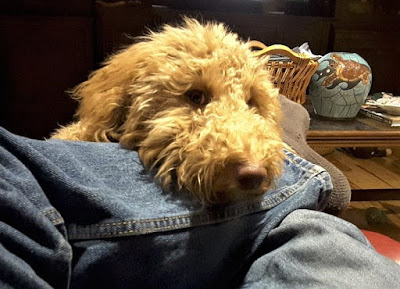 Sophie the Goldendoodle