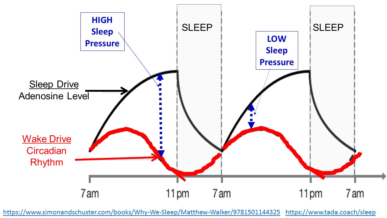 ektalks SLEEP (Part 2) Why Do We Need to Sleep? The Science of Sleep