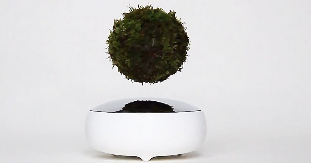 Levitating Plant