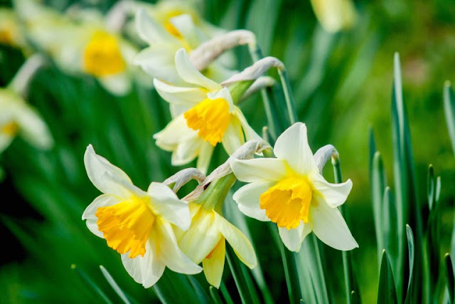 2k and 4k Ultra HD Wallpapers: Narcissus Flower Beautiful Pictures