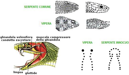 vipera cosa fare in caso di morso