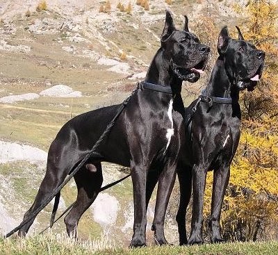 Great Dane dogs and puppies: Black Great Danes