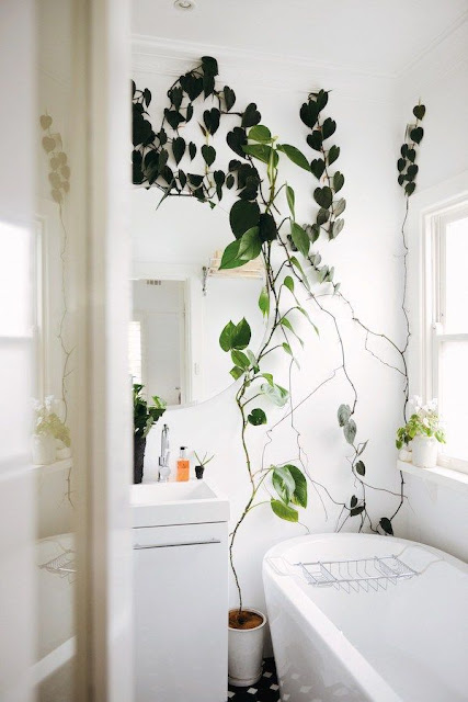 Bathroom%2Bindoor%2Bplant%2Bdesigns%2B%252816%2529