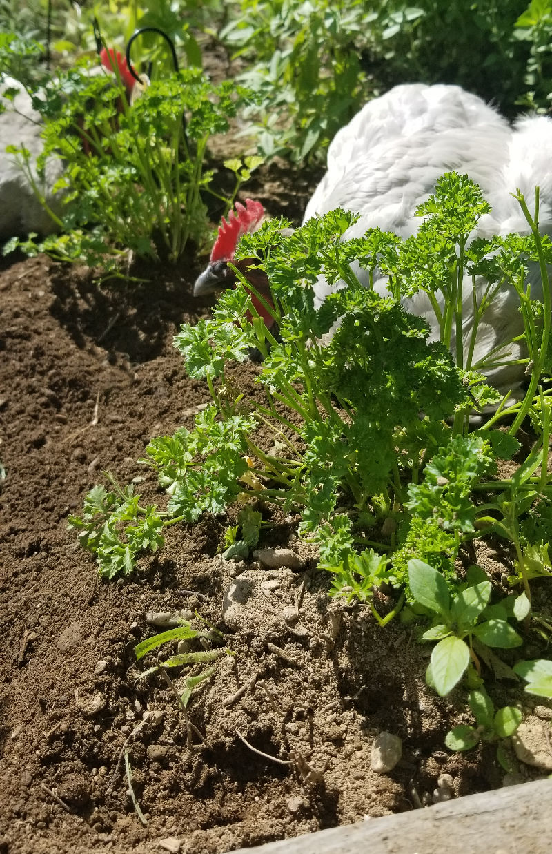 Herbs for Healthy Backyard Chickens Fresh Eggs Daily® with Lisa Steele