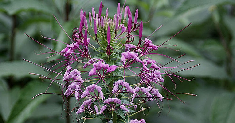 An English Girl Rambles from 2016 to.: TODAY'S FLOWERS #420